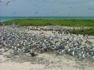 Image of a flock of terns - birdwatching is a popular activity on Michaelmas Cay.
