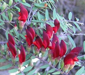 Spring is a brilliant time to see the park's wildflower displays, such as the Moogerah pea Bossiaea rupicola. 
