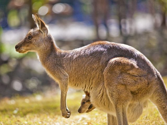 A grey kangaroo joey peeking out of its mother's pouch.
