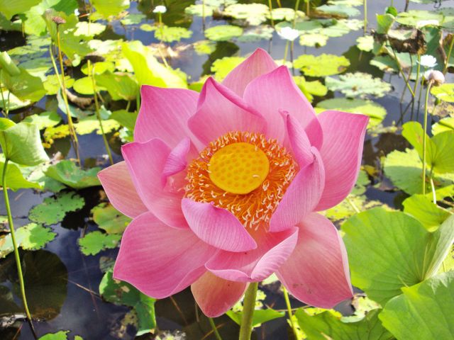 A mass of red lotus lilies carpet picturesque Red Lily Lagoon.