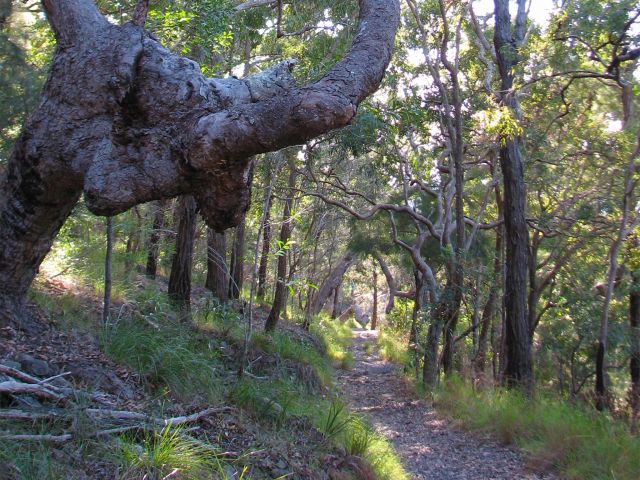 Marvel at the curves, twists and turns of the trees along the Noosa Hill Walk.