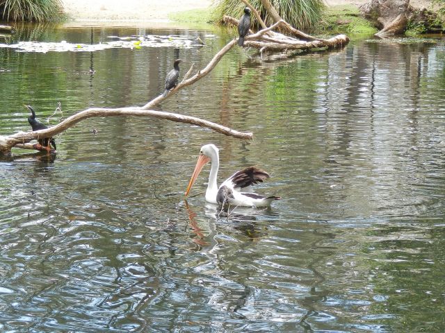David Fleay Wildlife Park is home to an array of wetland bird species.