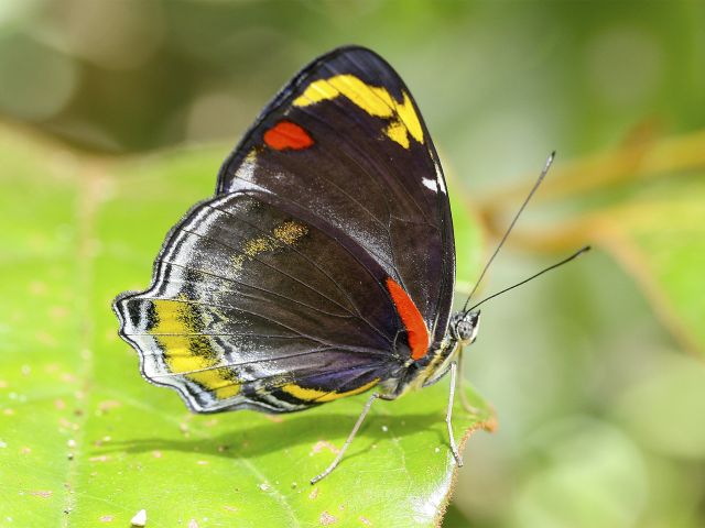 Butterflies add splashes of colour to the rainforest green on the Fig tree walk.