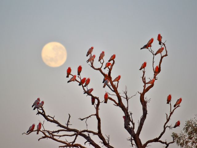 Soft light, pink and grey galahs and a rising moon at dusk. This is a photographer's dream.