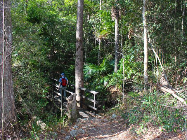 You'll explore a tall brush box forest on the Atrax circuit.