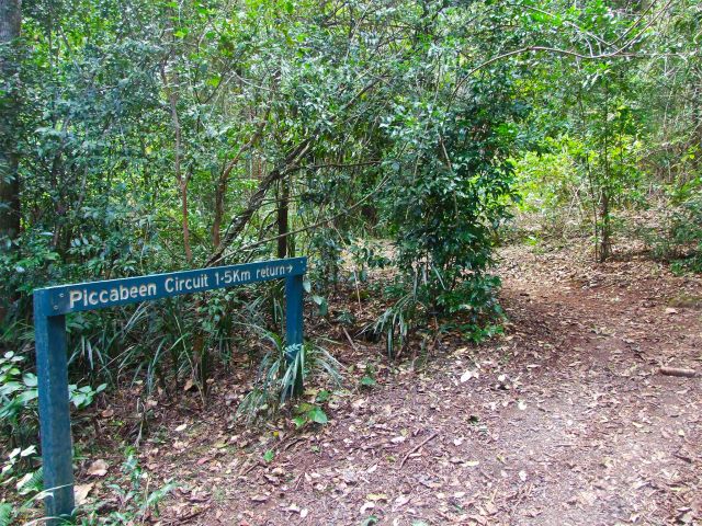The Piccabeen circuit explores plantations, rainforest and a piccabeen palm grove.