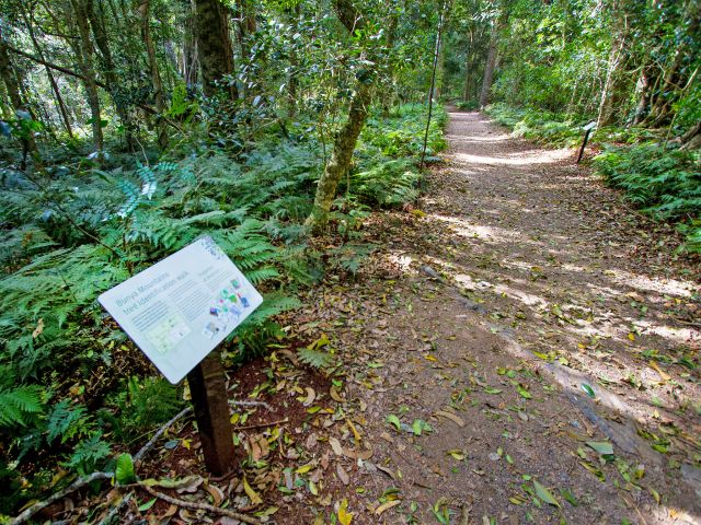 Read the tree identification signs along the Barker Creek lookout track.