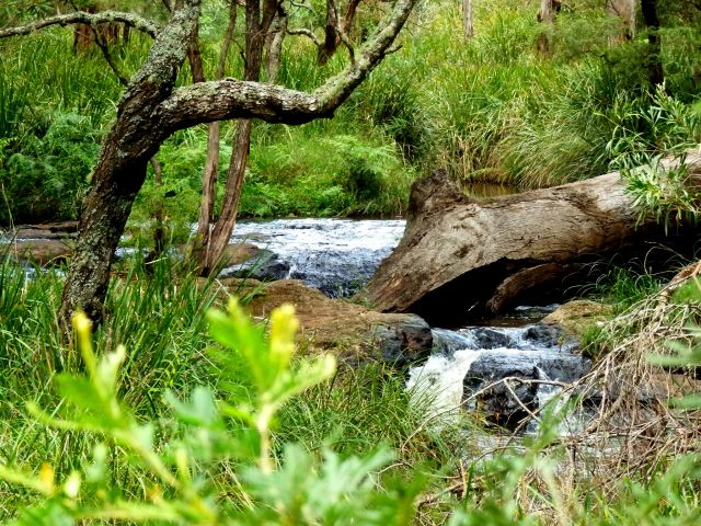 Walk to the top of Queen Mary Falls.