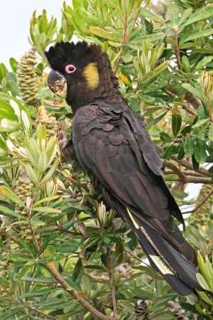 Yellow-tailed black cockatoos are seen in this forest. Their seed diet includes she-oak and pine tree seeds.