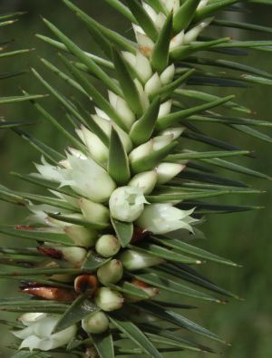 Melichris trail takes its name from <em>Melichrus adpressus</em>.