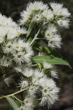 Plunkett mallee <em>Eucalyptus curtisii</em> is a near-threatened species found only in south east Queensland. 