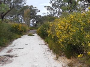 Walkers can explore the park on the management vehicle tracks.