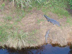 Estuarine crocodiles inhabit the Alice River and Eubenangee Swamp.