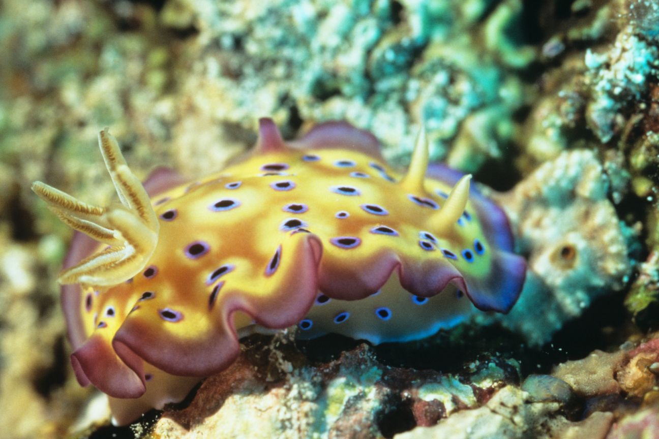 A yellow nudibranch with vibrant blue dots across its body, yellow cetera and an edge of maroon.