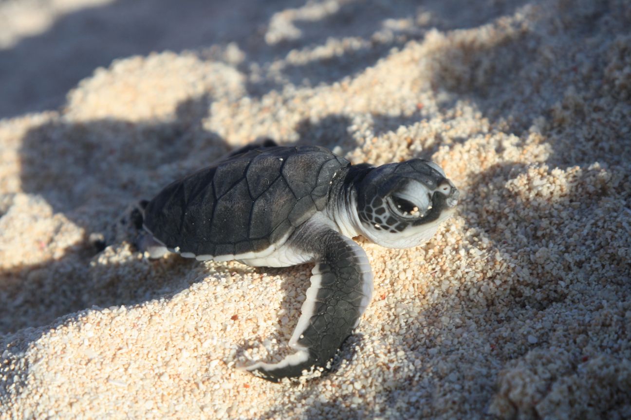 A single baby green turtle on the beach in dappled sunlight facing the right-hand side of the image. Its colouring appears grey in the light. 