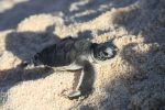 A single baby green turtle on the beach in dappled sunlight facing the right-hand side of the image. Its colouring appears grey in the light. 