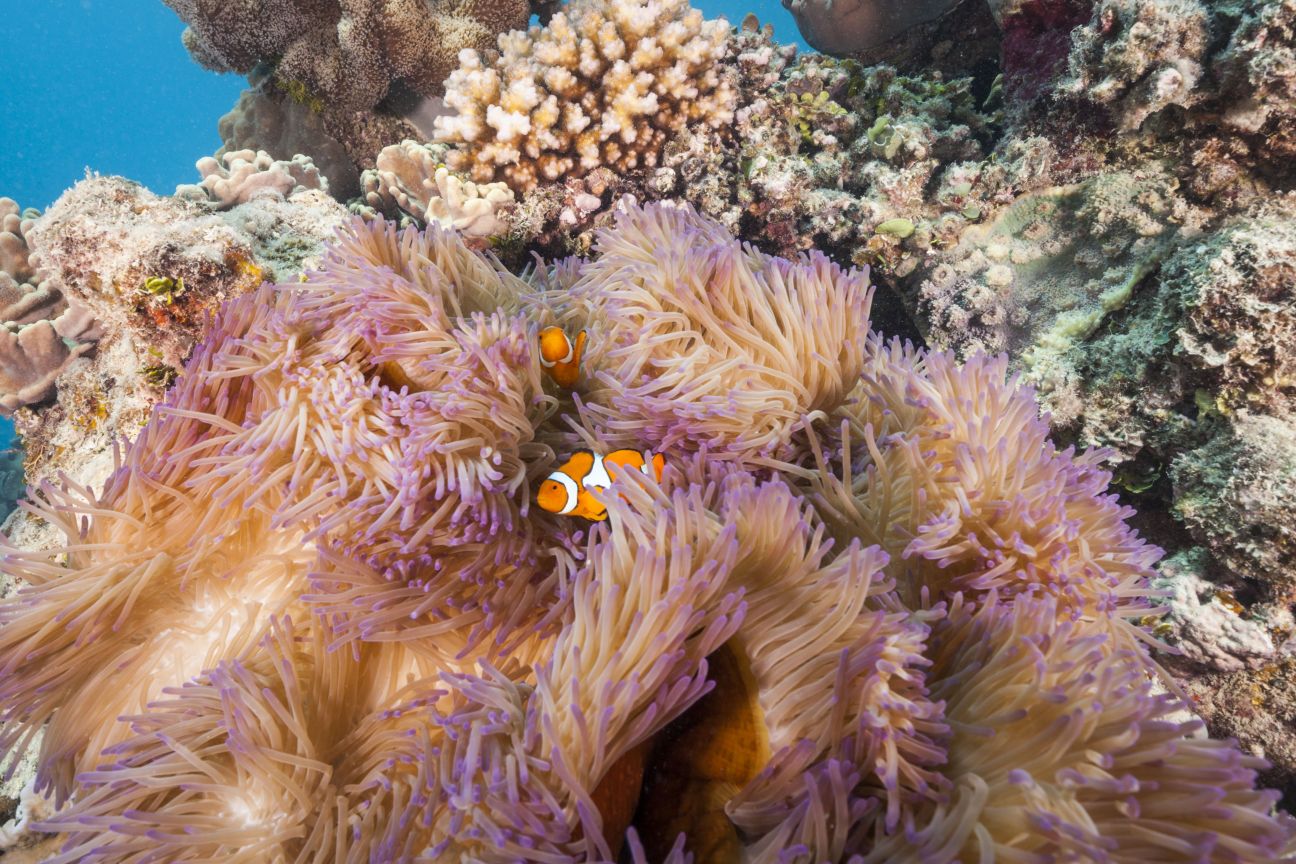 Two orange, white and black clownfish amongst a larger purple and white anemone. A variety of coral are visible in the background
