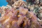 Two orange, white and black clownfish amongst a larger purple and white anemone. A variety of coral are visible in the background