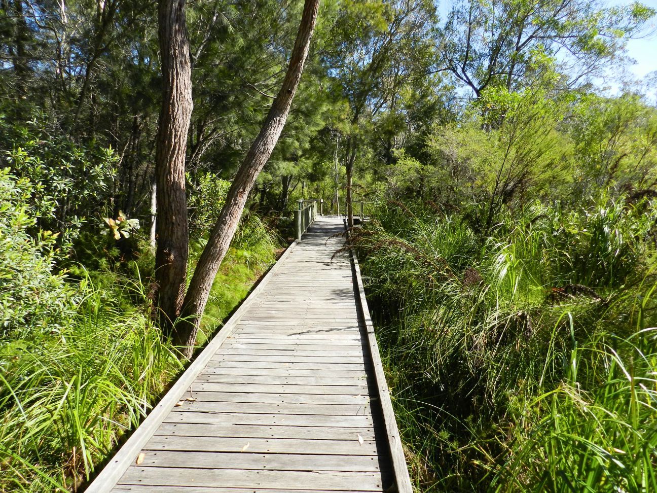 Photo of a boardwalk surrounded by paperbark trees.