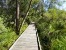Photo of a boardwalk surrounded by paperbark trees.