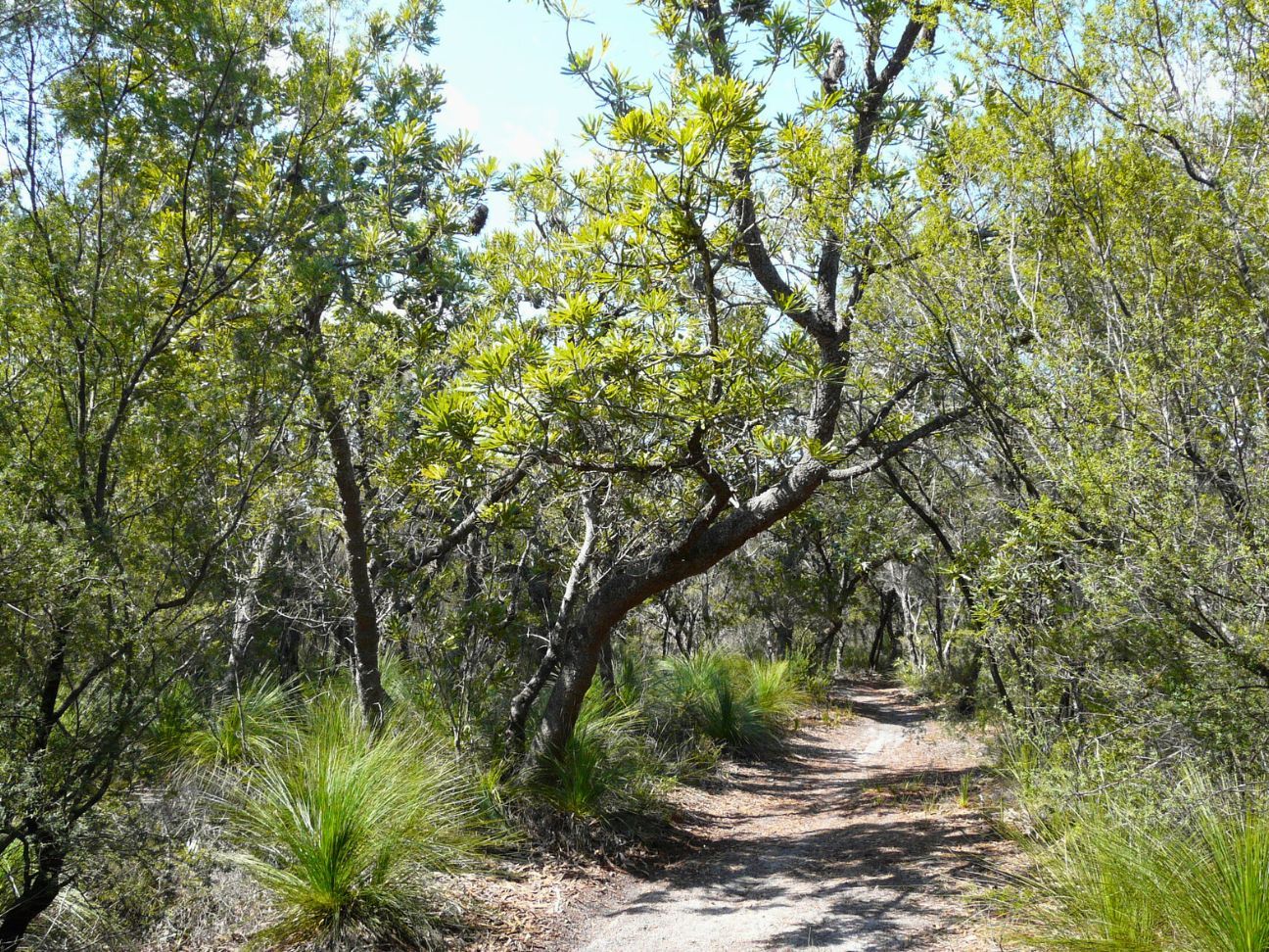 Photo of a shaded path through the trees
