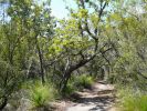 Photo of a shaded path through the trees