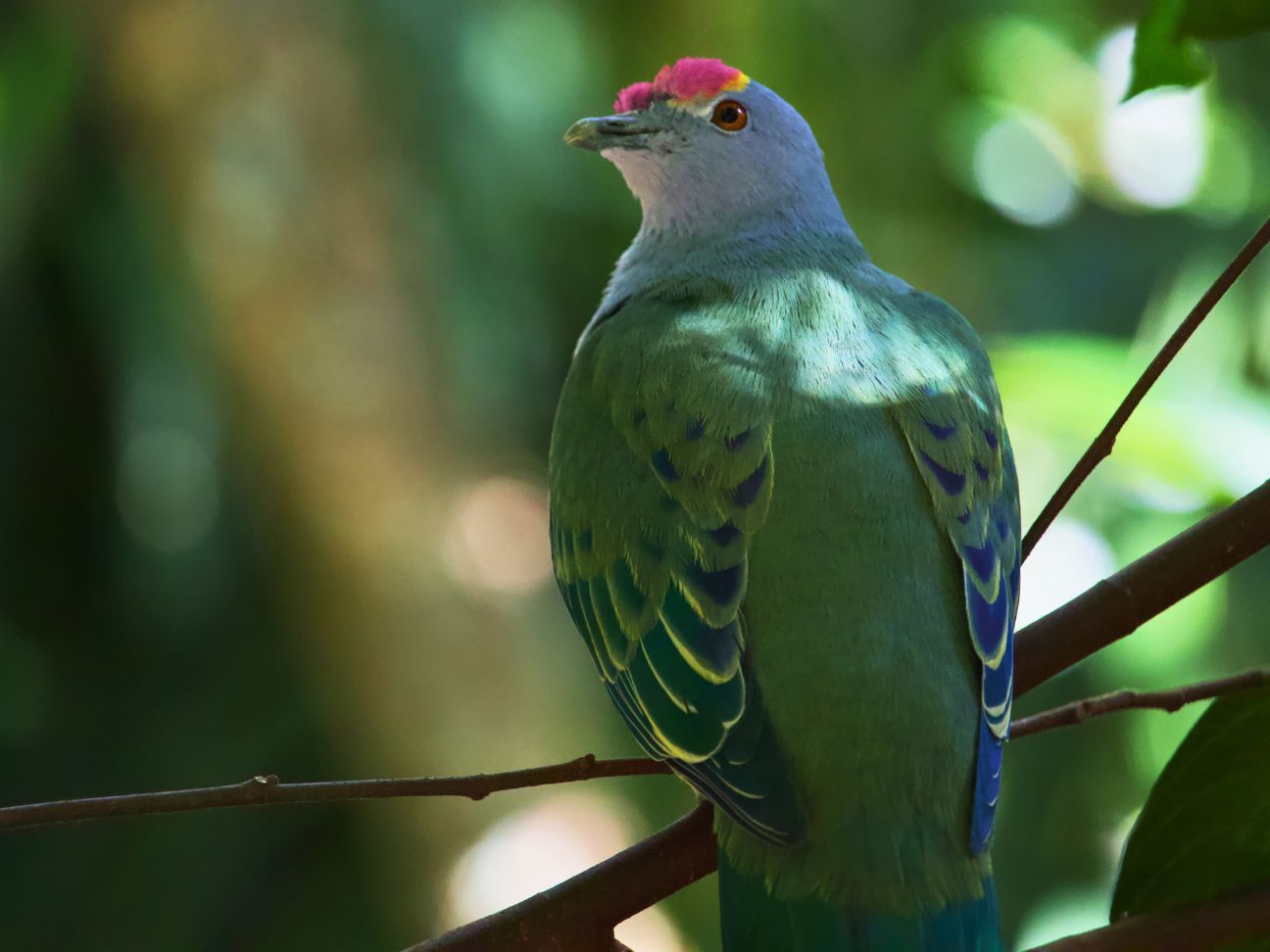 Photo of colourful rose-crowned fruit dove
