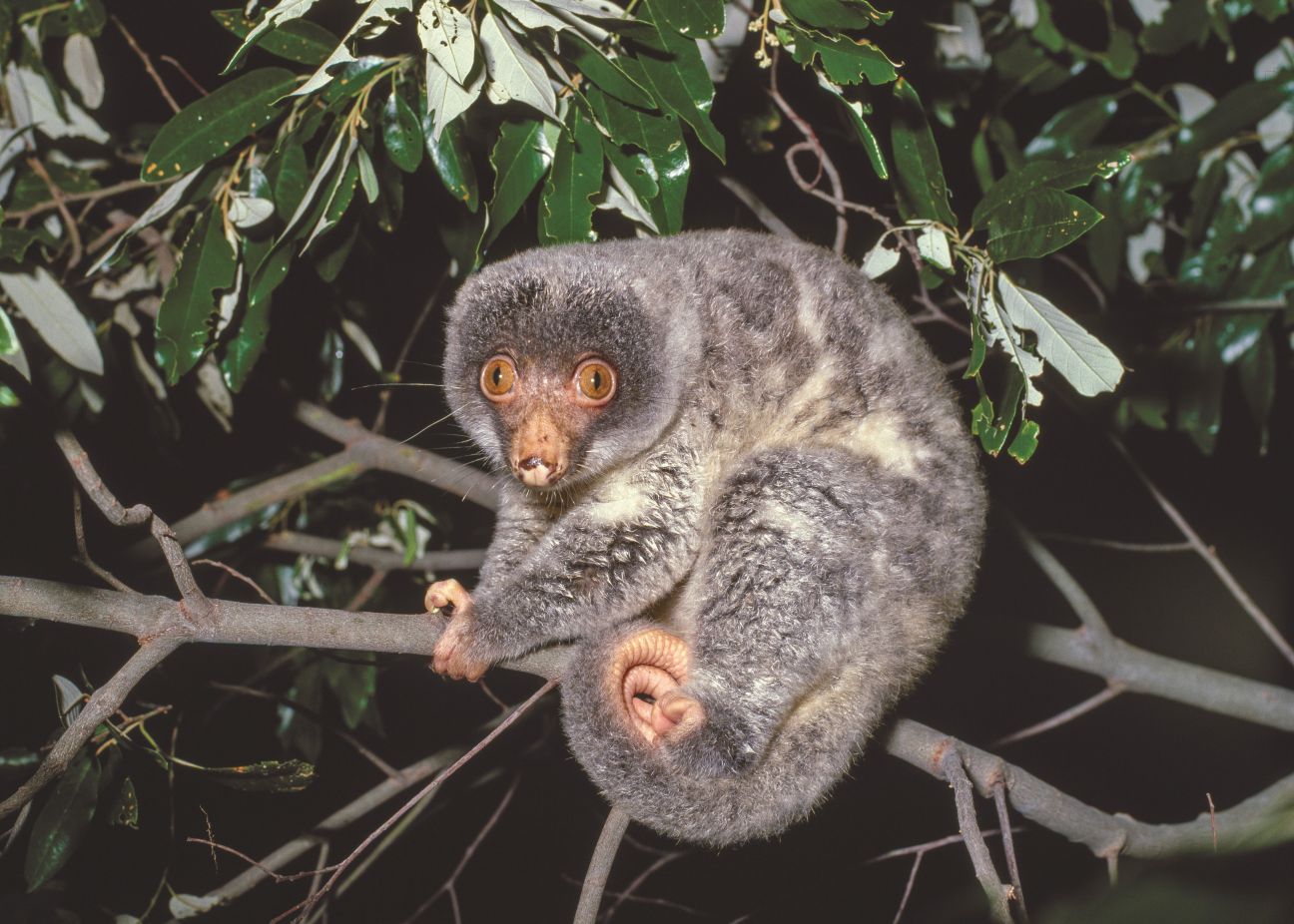 Photo of an Australian spotted cuscus: its fur is dark silver with a lighter undercoat. Its prehensile tail is curled and tucked protectively close to its body
