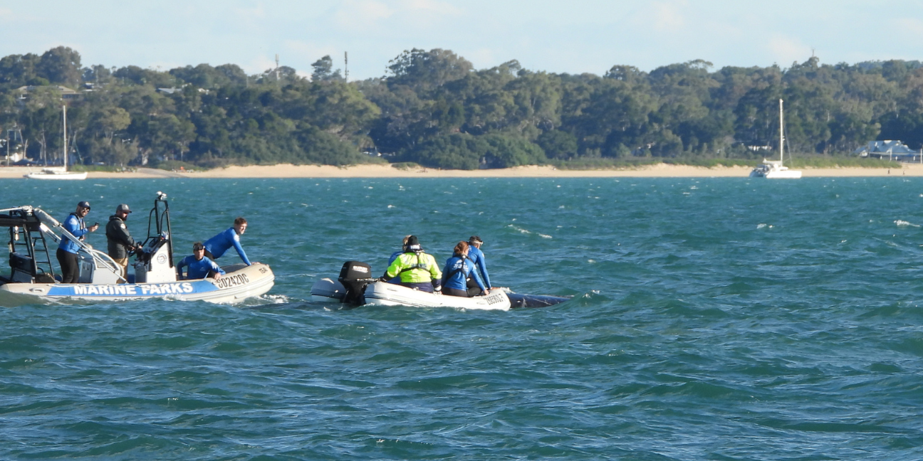 Two small boats on water with staff rescuing stranded whale