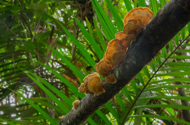 Photo of Bracket fungi along Djina-Wu track