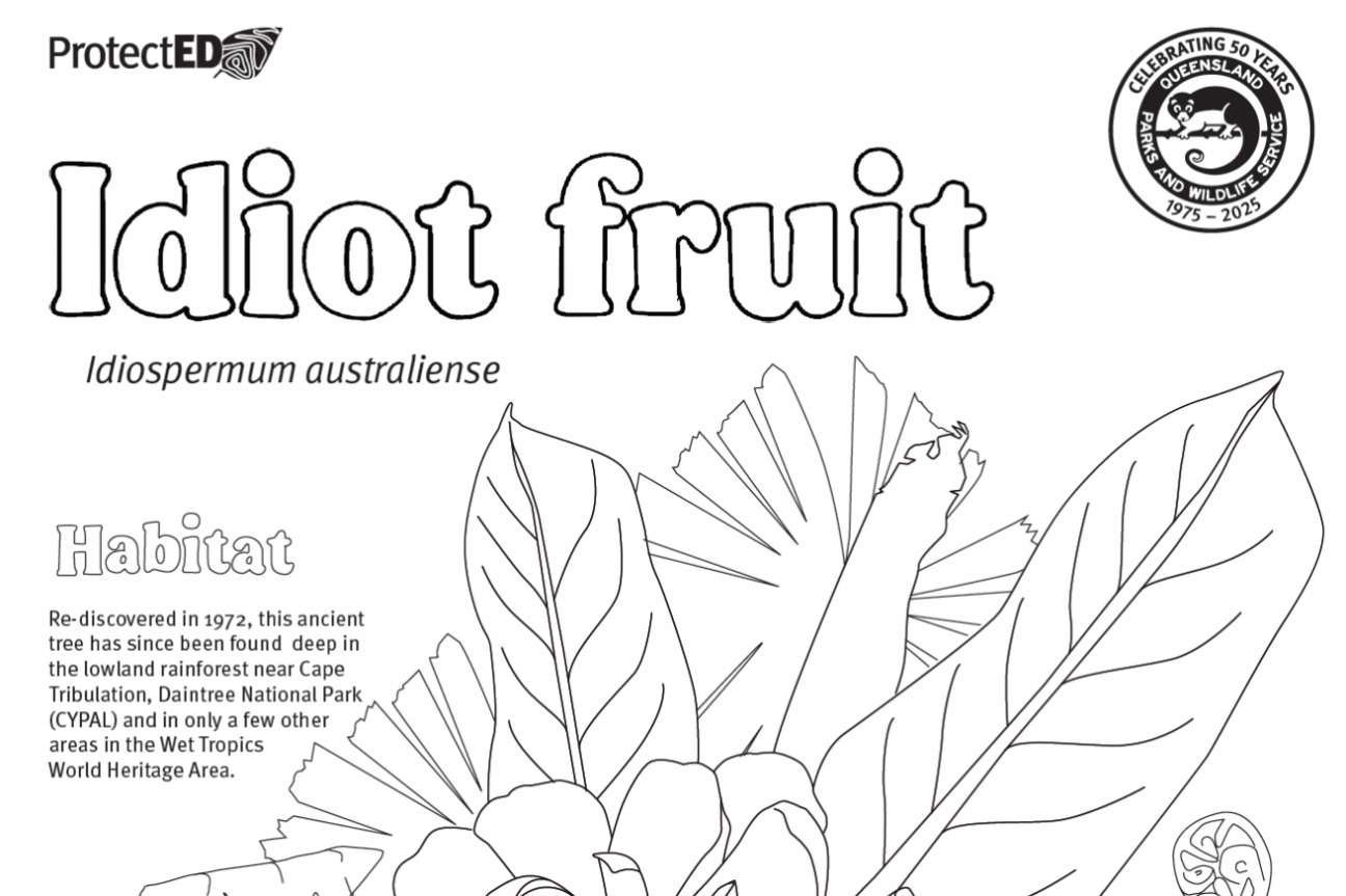 snippet of colouring page of idiot fruit