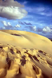 Sand dune, Mulgumpin (Moreton Island).