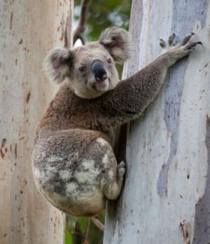 To help protect native wildlife, such as the genetically distinct population of koalas, domestic animals are not permitted in the national park. 