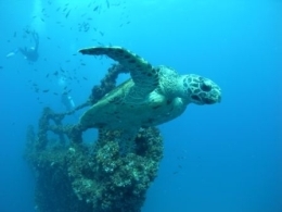Majestic green turtles benefit from the wreck. 