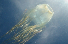 Image of the dangerous stinging box jellyfish.