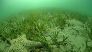 Image seagrass