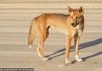 Fraser Island Dingoes