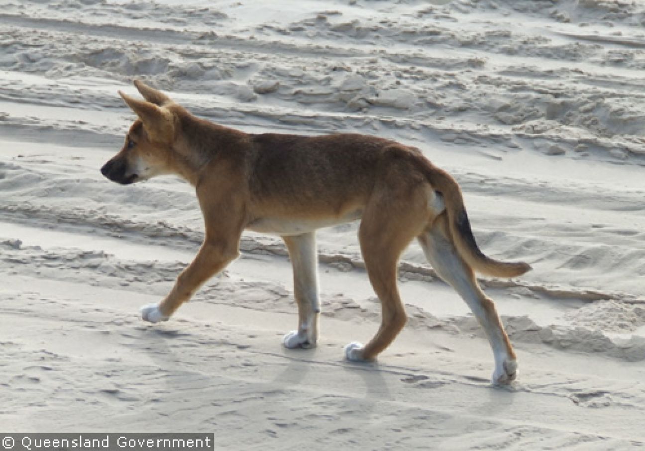 Fraser Island Dingoes