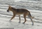 Fraser Island Dingoes