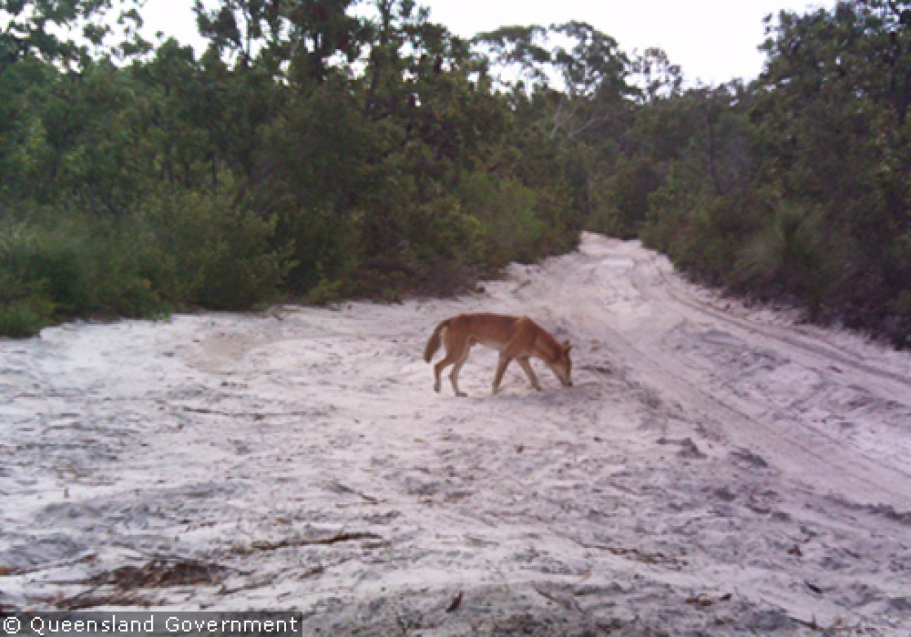 Fraser Island Dingoes