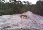 Fraser Island Dingoes