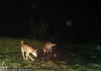 Fraser Island Dingoes