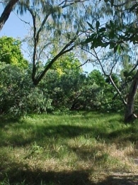 Image showing camping area under shady casuarinas at Mast Head Island.