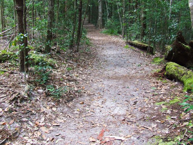 How many leaves can you identify on the sandy pathway?