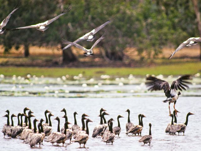 Bring your binoculars to check out the magpie geese at White Lily Lagoon.