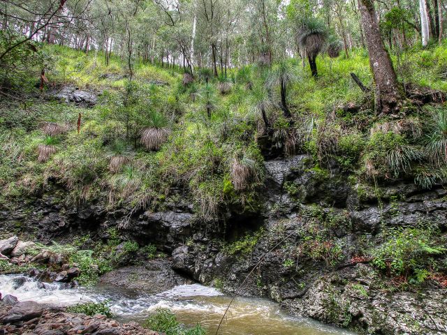 The circuit winds through sections of rainforest and open forest.