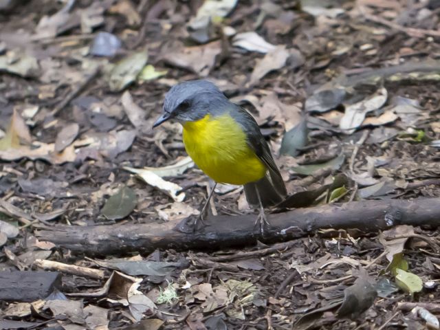 Keep an eye out for birds, like this eastern yellow robin.