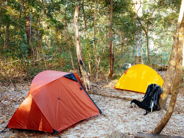 Set up for the night surrounded by a towering forest.