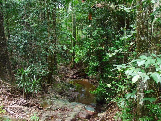 Clear forest streams provide water for a wonderful variety of wildlife along the Piccabeen circuit.