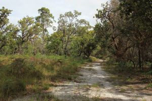 Stroll amongst the banksias on the sandy management vehicle tracks in Pine Ridge Conservation Park. 